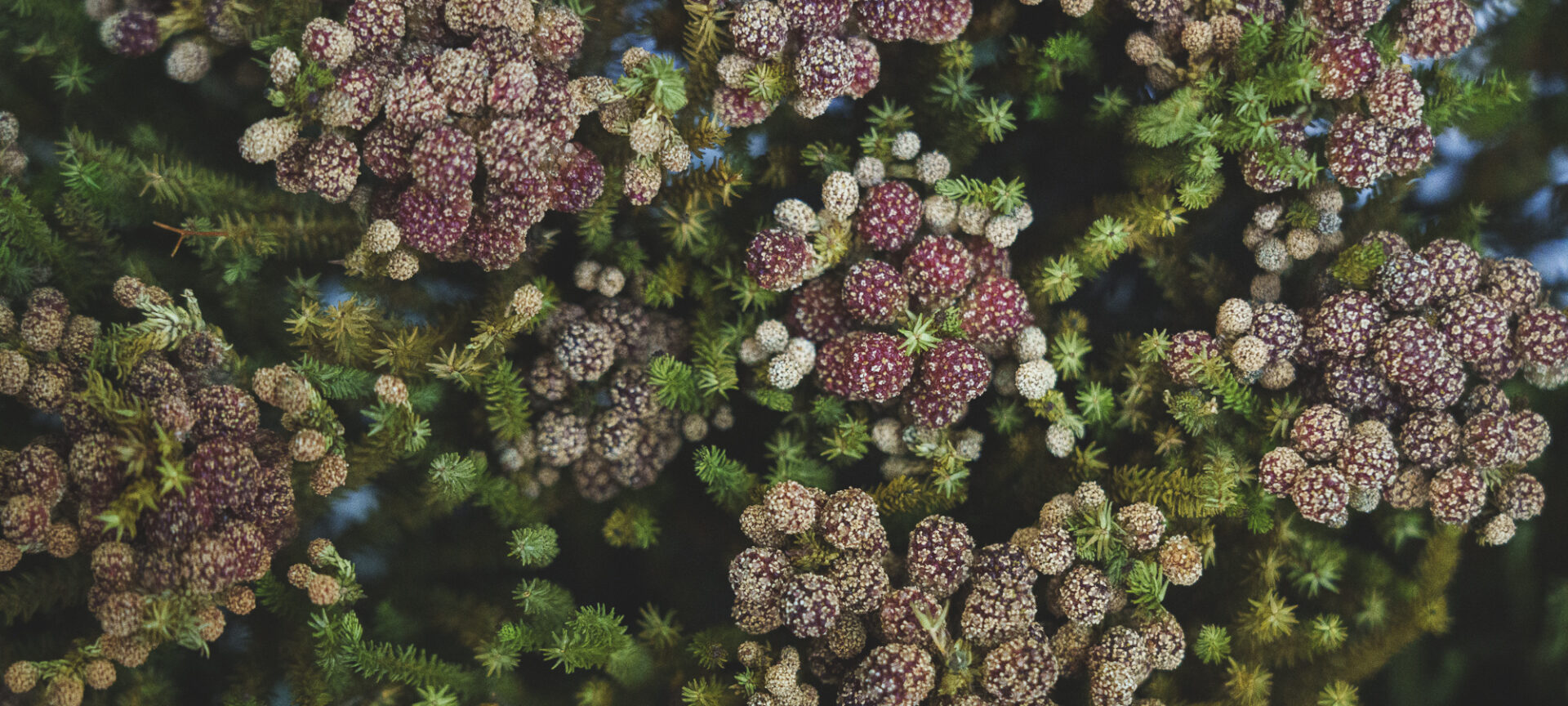 CI / FLOWER MORIMOTO