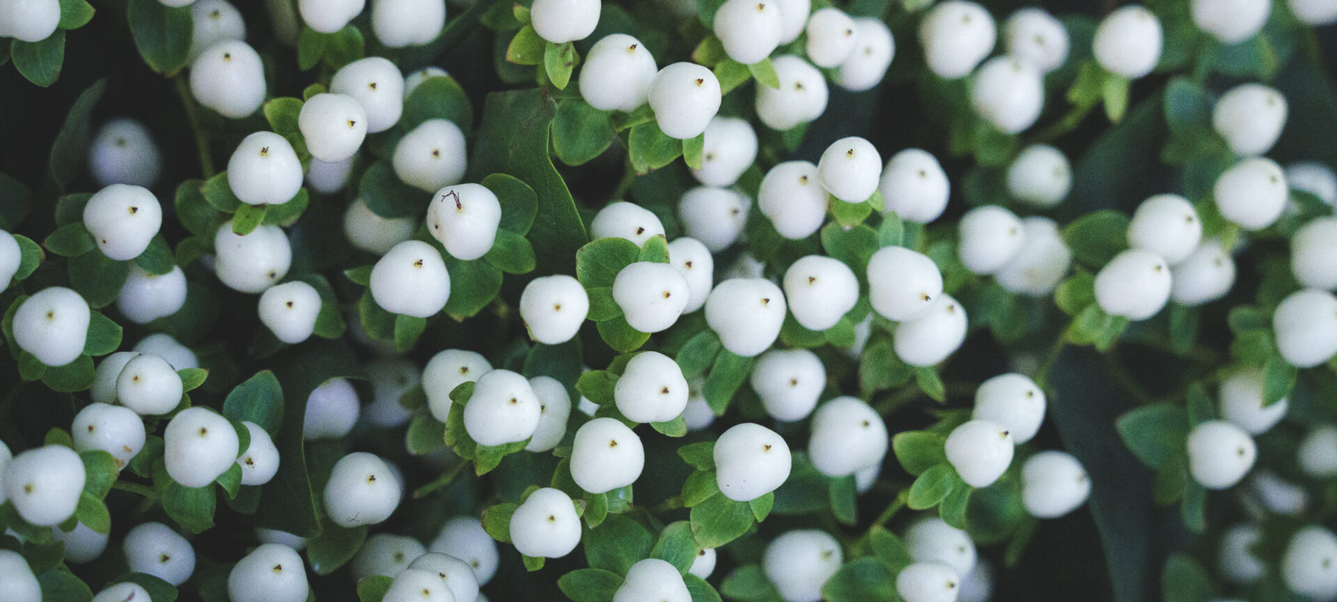 CI / FLOWER MORIMOTO